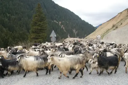 The construction of the Sibiu-Făgăraș highway is starting.